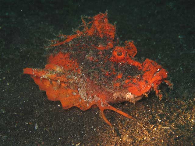 Reisebericht Indonesien Lembeh-Strait