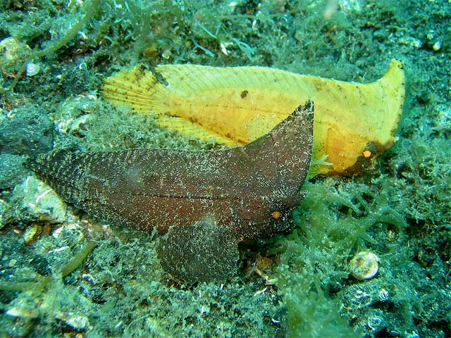 Reisebericht Indonesien Lembeh-Strait