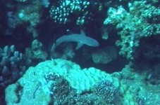 Whitetip.jpg (14575 Byte)