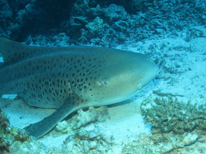 Reisebericht Tauchen Biyadhoo Malediven 2012, Zebrahai