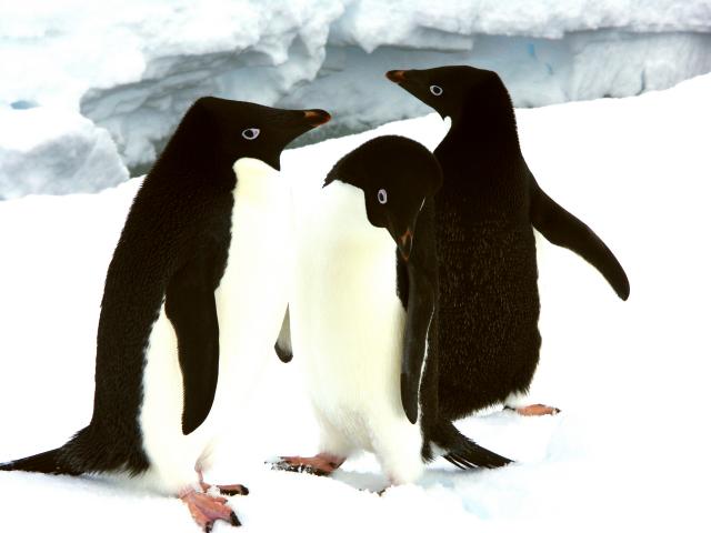 Expedition Antarktis auf der Polarstern