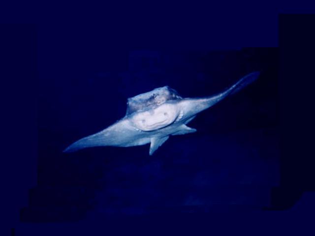 Manta Reisebericht Lanzarote 2003