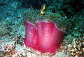 Anemone
