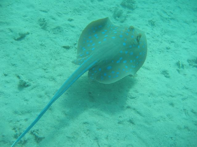 Blaupunktrochen Lamaya