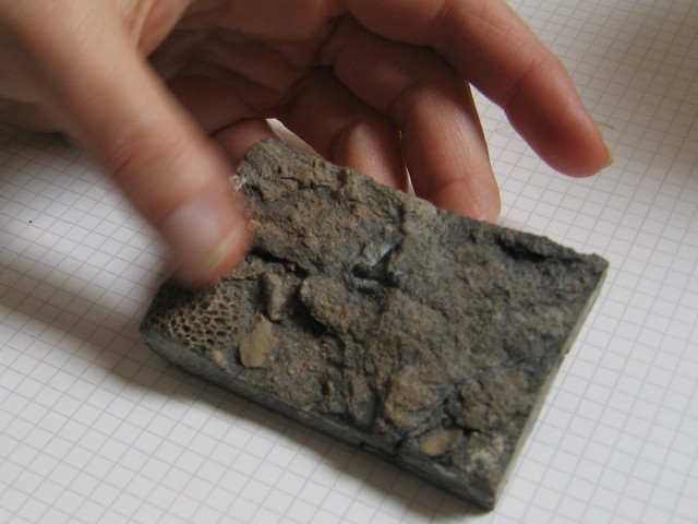 Cladodus