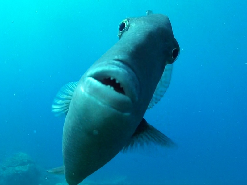 Tauchen Madeira Canico de Baixo, Drückerfisch