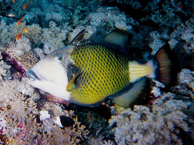 Reisebericht Tauchsafari Brother Islands 2004