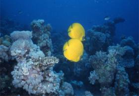Falterfische