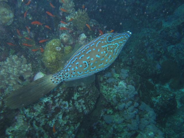 Feilenfisch Lamaya