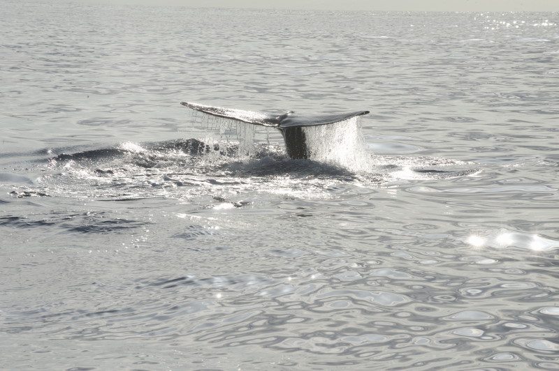 Whale Watching Madeira, Pottwal