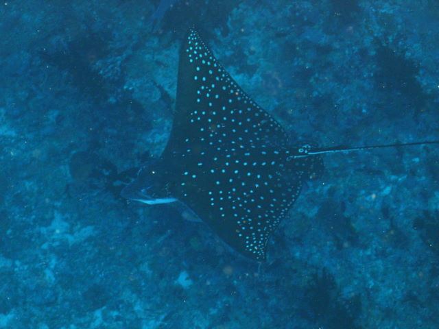 Reisebericht Tauchen Biyadhoo Malediven 2011, Adlerrochen