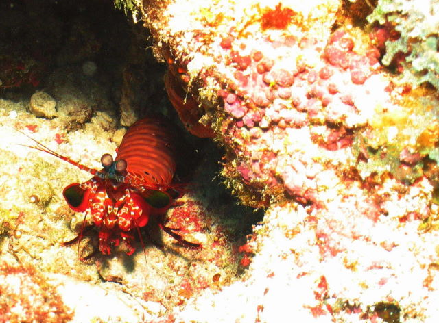 Reisebericht Tauchen Biyadhoo Malediven 2011, Fangschreckenkrebs