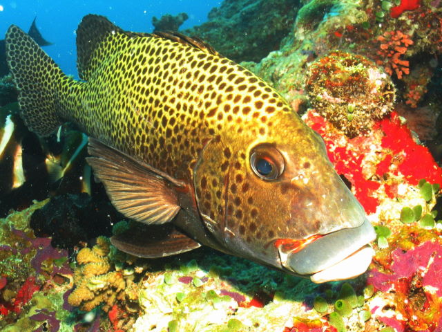 Reisebericht Tauchen Biyadhoo Malediven 2011, Harlekinsüßlippe