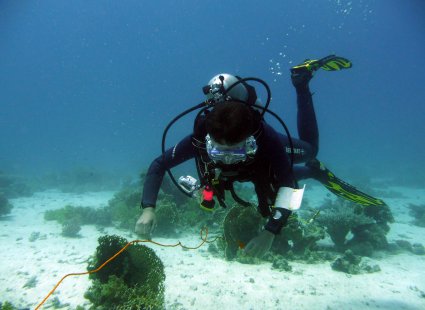 Meeresbiologiekurs Juli 2009 in Hurghada