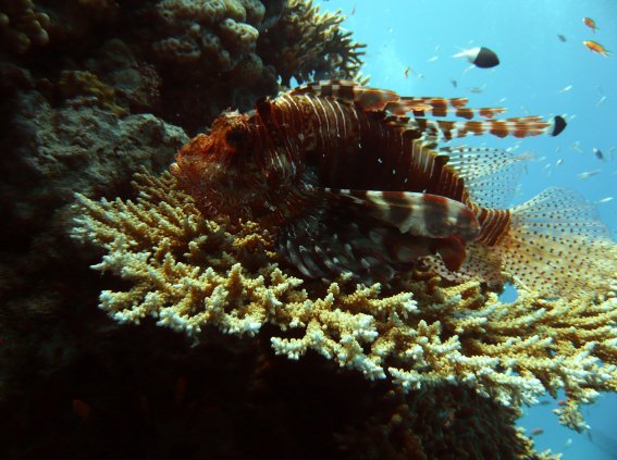 Meeresbiologiekurs Juli 2009 in Hurghada