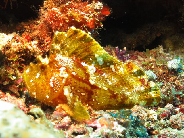 Reisebericht Tauchen Biyadhoo Malediven 2011, Anglerfisch