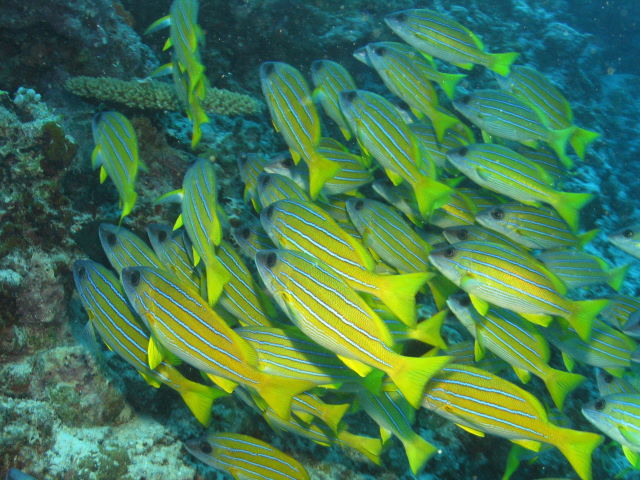 Reisebericht Tauchen Biyadhoo Malediven 2011