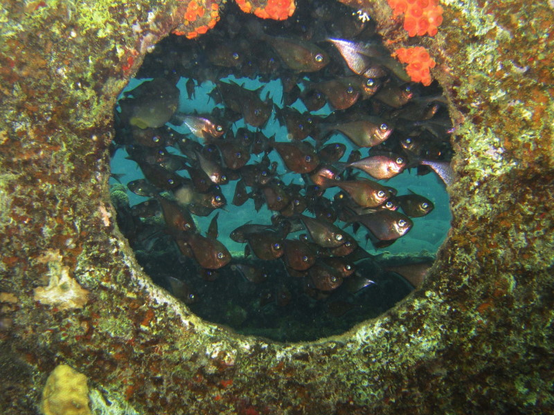 Reisebericht Tauchen Curacao und Bonaire 2009