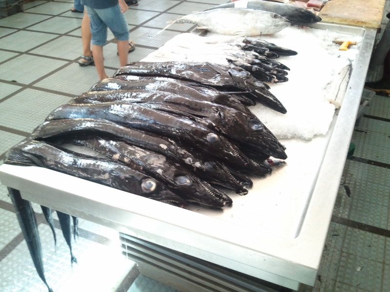 Degenfisch