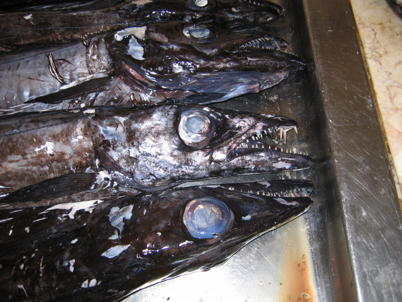 Degenfisch