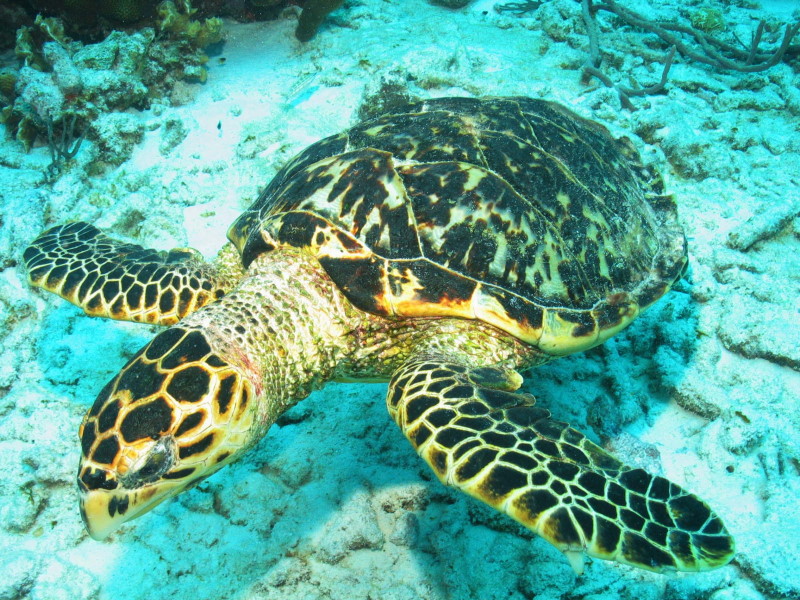 Reisebericht Tauchen Curacao und Bonaire 2009