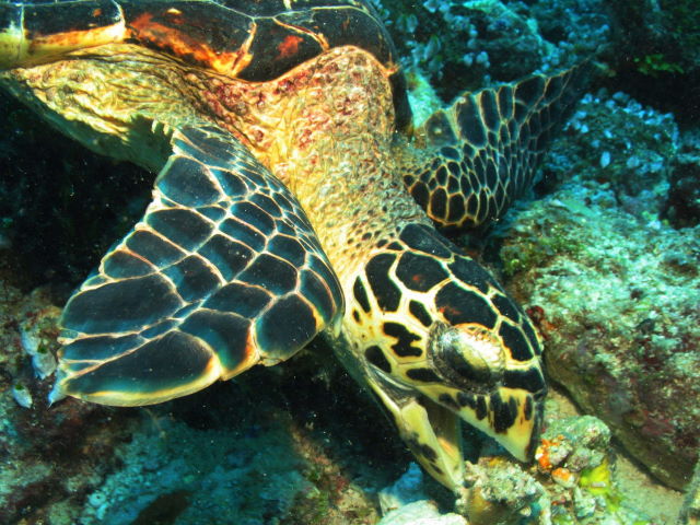 Reisebericht Tauchen Biyadhoo Malediven 2011