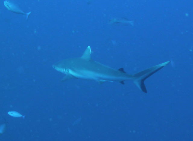 Reisebericht Tauchen Biyadhoo Malediven 2011