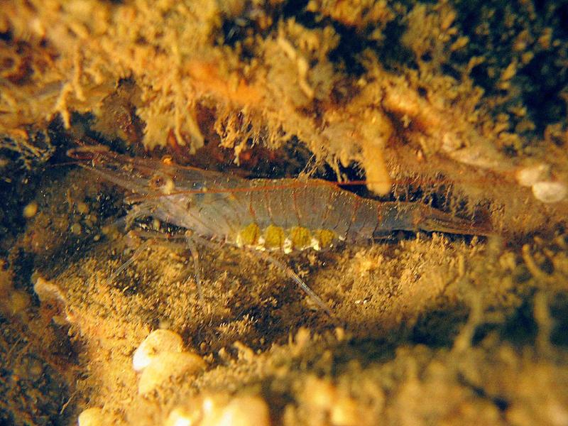 Garnele Sepiahochzeit Grevelinger Meer