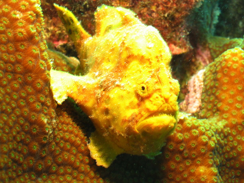 Reisebericht Tauchen Bonaire, Niederländische Antillen 2012