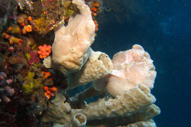 Reisebericht Tauchen Lembeh ResortLembeh Resort, Nord Sulawesi, Indonesien