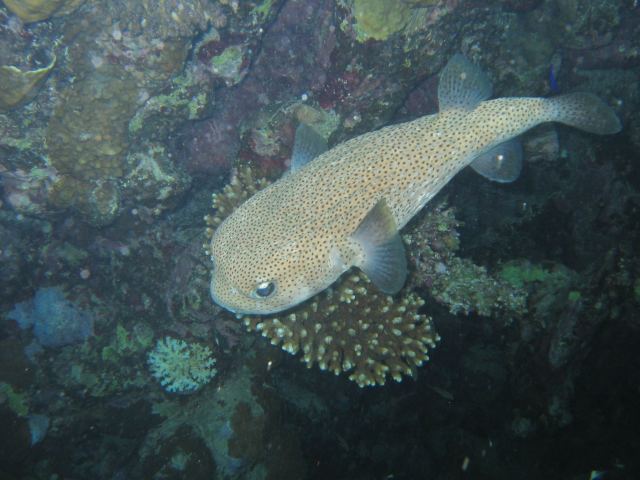 Igelfisch Lamaya