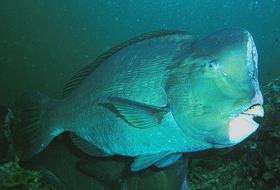 image006.jpg (8180 Byte)