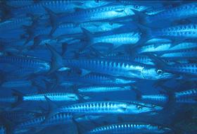 image008.jpg (10456 Byte)