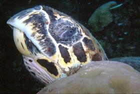 image010.jpg (11207 Byte)