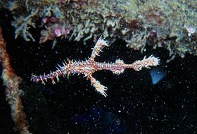 image014.jpg (14403 Byte)