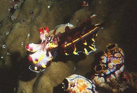 image018.jpg (12817 Byte)