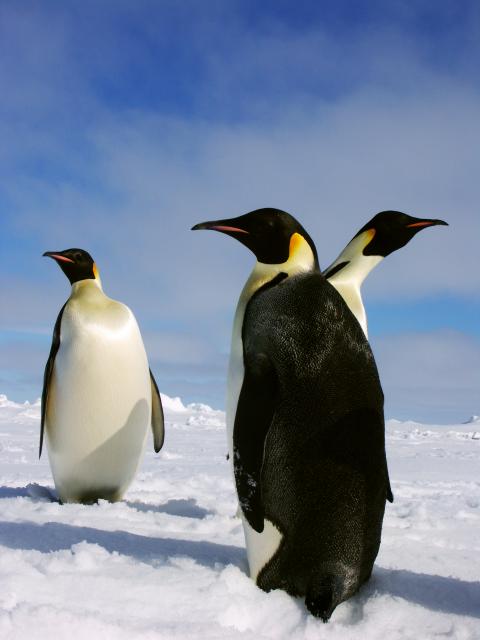Expedition Antarktis auf der Polarstern