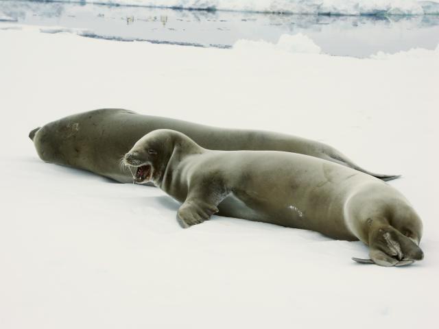 Expedition Antarktis auf der Polarstern