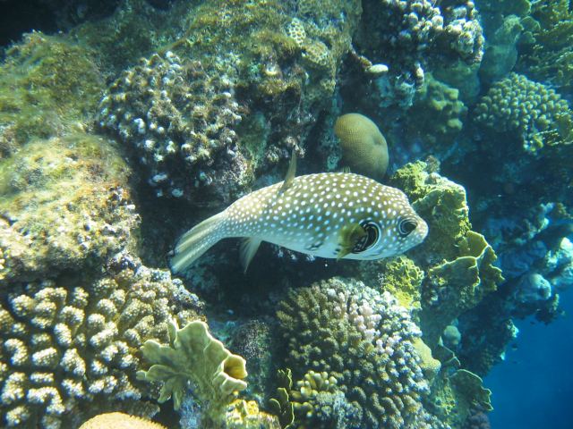 Kugelfisch Lamaya