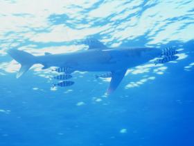 Longimanus