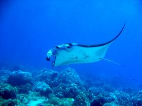 Manta