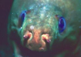 Moray