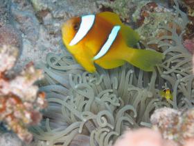 Nemo