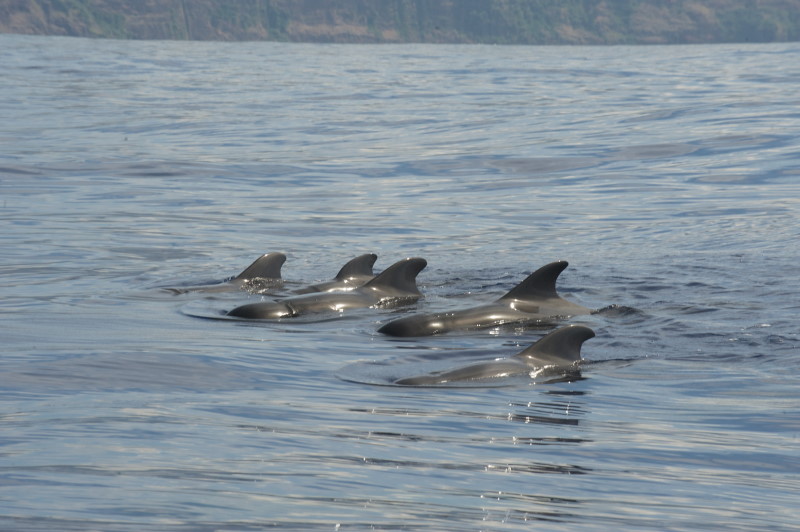 Whale Watching Madeira, Pilotwale