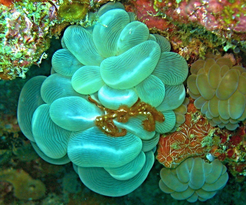 Reisebericht Tauchen Pintuyan Dive Resort Leyte/Philippinen