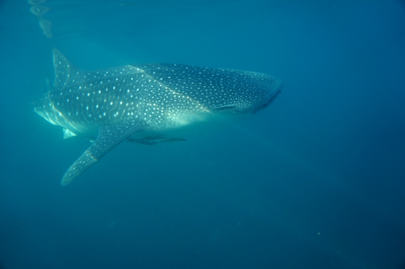 Reisebericht Tauchen Pintuyan Dive Resort Leyte/Philippinen