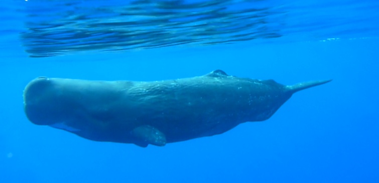 Whale Watching Madeira, Pottwal Kalb