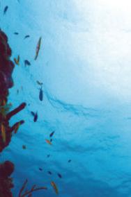 Reefview