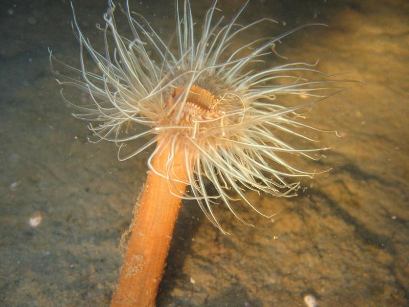 Sepiahochzeit Grevelinger Meer