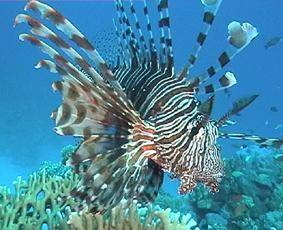 Rotfeuerfisch